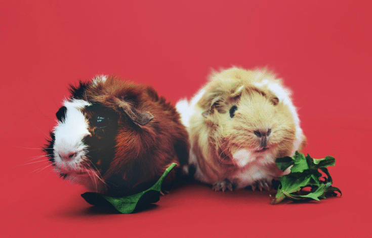 Budget-Friendly Pet Foods That Don’t Sacrifice Quality