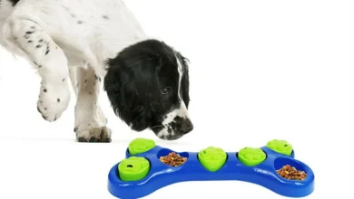 Beyond the Bone: A Deep Dive into Game-Changing Dog Toy Features
